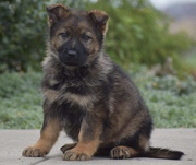 Cuddly CKC German Shepherd Puppies 