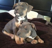 American Pit Bull Terrier Puppies Tamed For Sale 