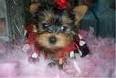 Beautiful teacup yorkie puppies for free adoption