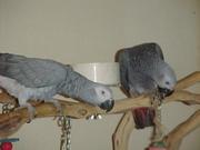   Congo African Grey Parrots Needs New Homes.